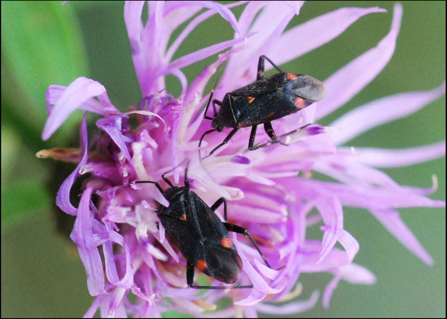 Miride: Closterotomus cinctipes dell''appennino modenese